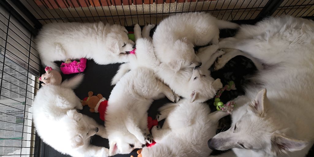 chiot Berger Blanc Suisse Du Jardin D'Efy