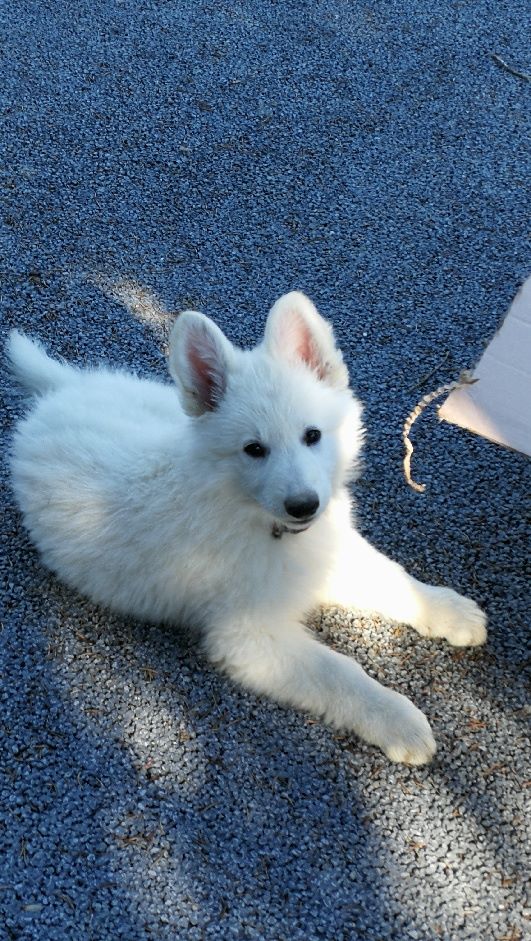 Du Jardin D'Efy - Chiots disponibles - Berger Blanc Suisse